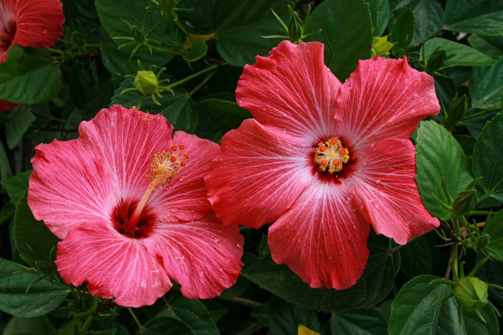 Hibiscus in bloom, one of the botanicals that goes into the jar